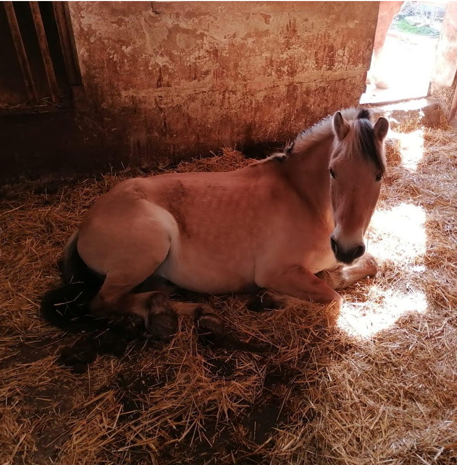 Pferd 11