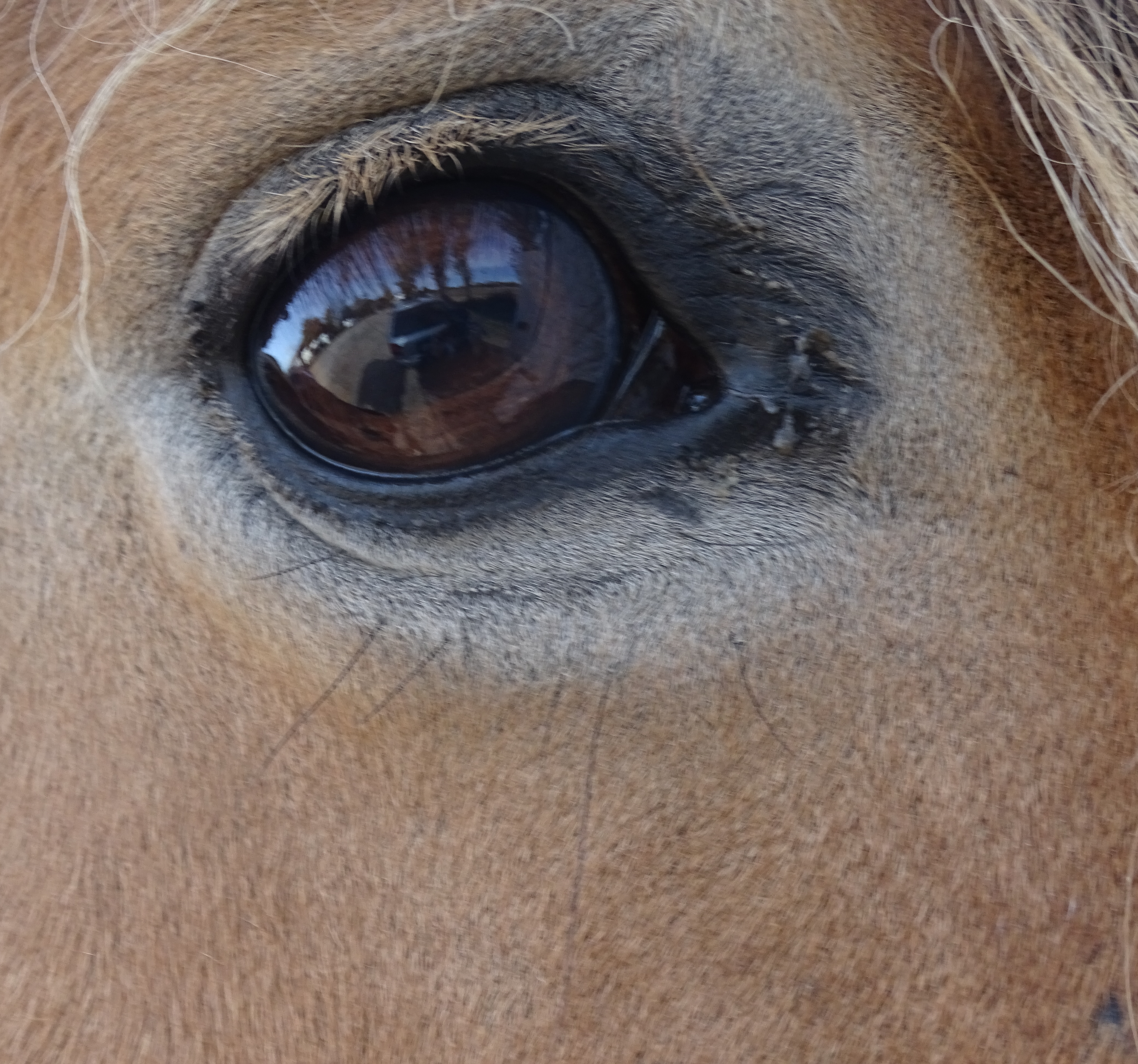 Pferd 7