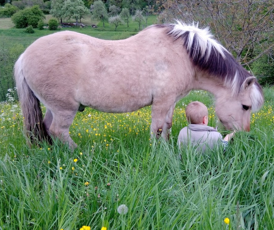 Pferd 8