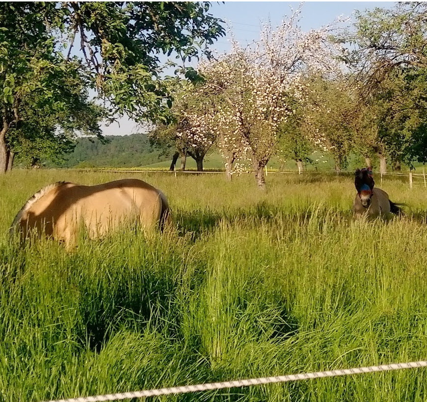 Pferd 9