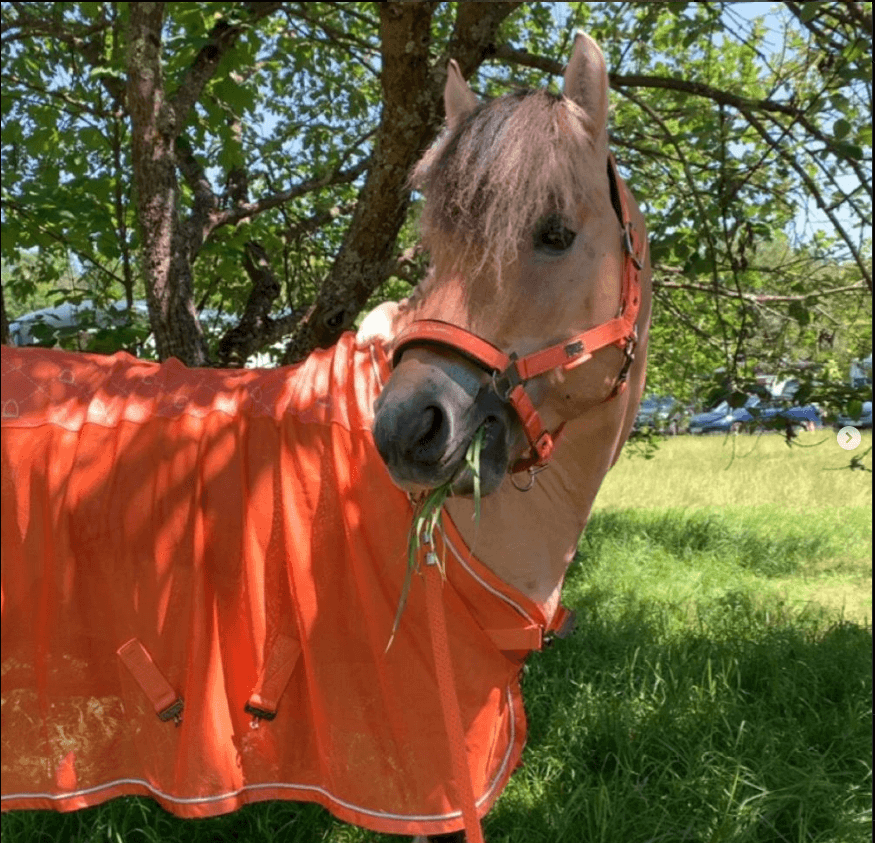 Pferd 1